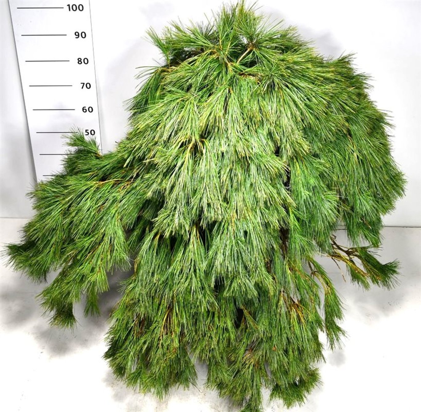 Pinus strobus 'Niagara Falls' - C80 80/+ CM